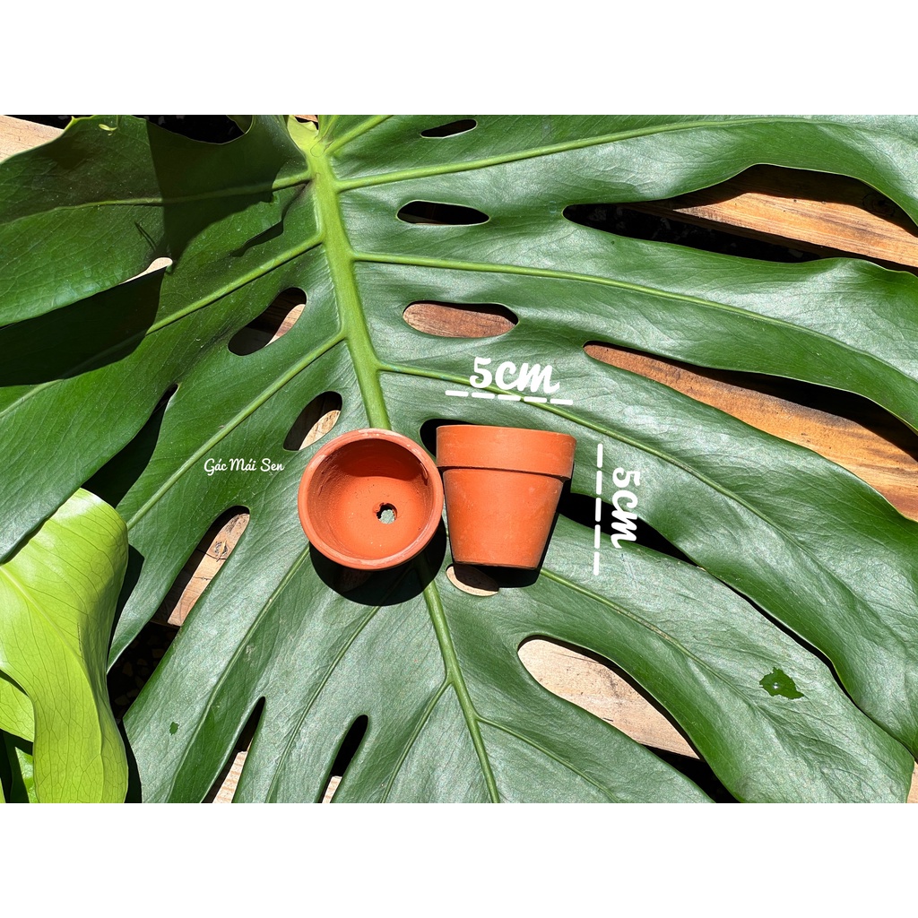 CHẬU ĐẤT NUNG MINI - CHẬU ĐẤT NUNG TRỒNG SEN ĐÁ