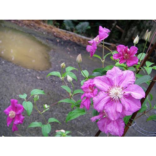 hạt giống HOA ÔNG LÃO, cây hoa dây leo nhiều màu dễ trồng