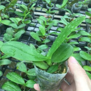 Hồ điệp giống