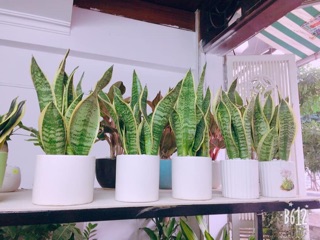Cây lưỡi hổ để bàn