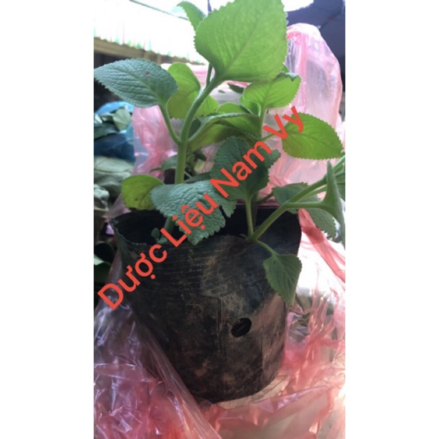 1kg Lá húng chanh tươi chữa ho
