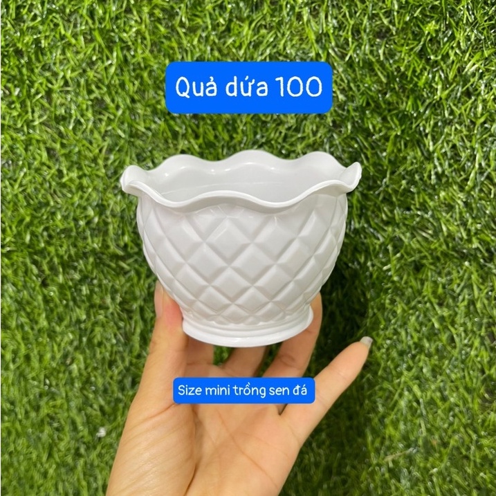 Chậu nhựa mini trồng sen đá nhỏ xinh , chậu kiểu quả dứa