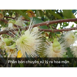 Phân Bón Lá Vi Lượng LÂN 86 1kg