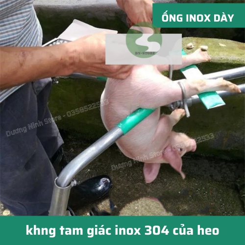 Giá thiến heo con Dương ninh đỡ lợn con bằng inox 304 GT07