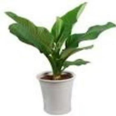 CÂY ĐẠI PHÚ GIÁ - CÂY PHONG THỦY MANG LẠI TÀI SẢN, SỨC KHỎE KHÔNG GIAN ĐẸP CHO GIA CHỦ + Tặng 02 cây nhót ngọt