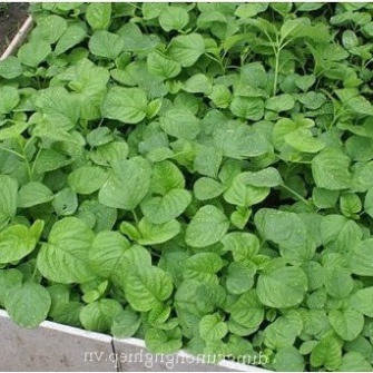 Hạt giống rau dền xanh (tặng kèm phân)