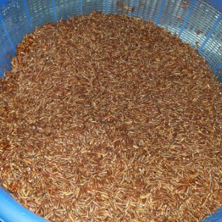 (1kg) Gạo lứt rang (trà gạo lứt)