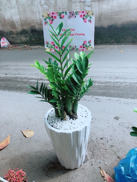 Chậu Cây Kim Phát Tài  Kèm Bảng Khai Trương