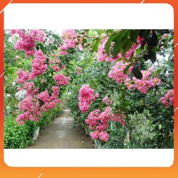 [BÁN CHẠY] COM BO 3 BẦU CÂY GIỐNG hoa tường vy, cây giống gửi đi nguyên bầu SIZE NHỠ