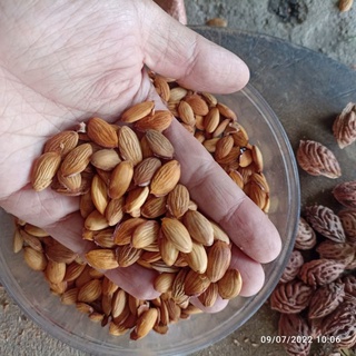 Hạt giống đào phai 5 cánh Tây Bắc (5 hạt)