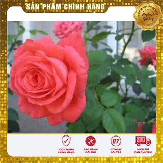 Hạt Giống Hoa Hông Tỉ Muội(20 hạt)