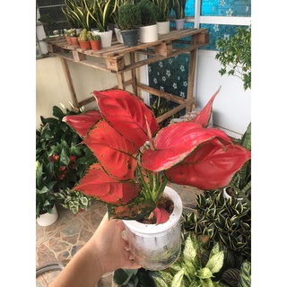Vạn lộc lá đỏ thuỷ sinh