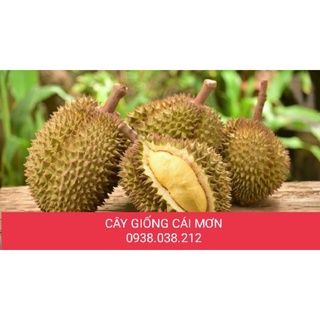 CÂY SẦU RIÊNG MUSANG KING D197 ( SẦU RIÊNG MALAYSIA )