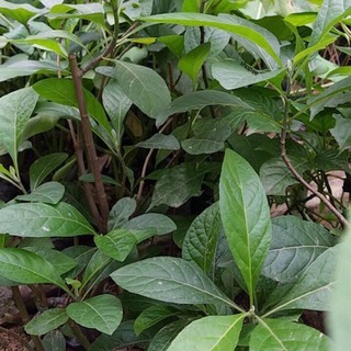 Lá mật gấu tươi (cây lá đắng ) chữa bệnh 500g