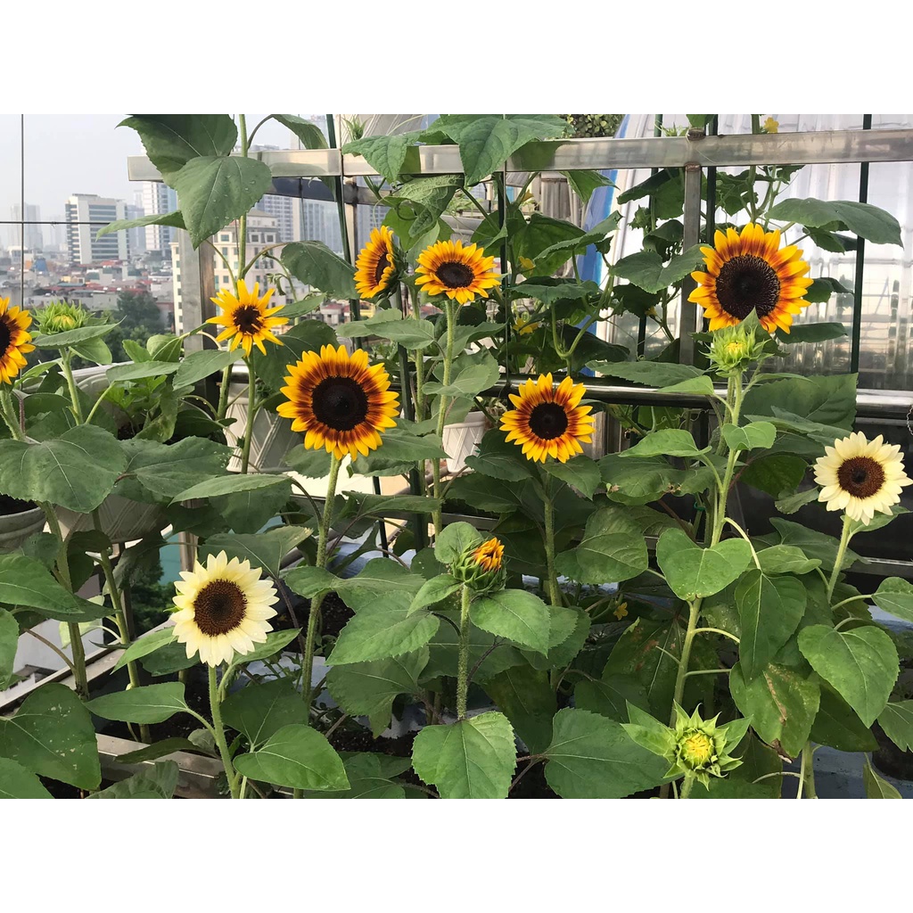 Hạt giống hoa hướng dương Mỹ Bicolor - tỷ lệ nảy mầm 95%