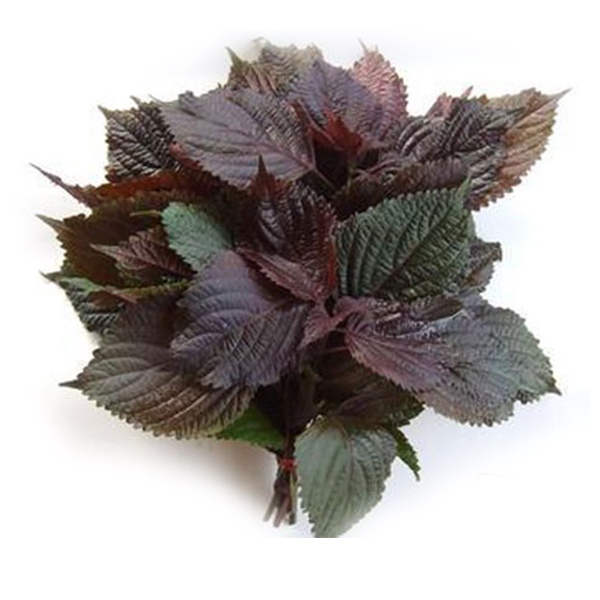 Hạt giống tía tô 5g - lá nhỡ - thơm - cây to nhiều cành nhánh - dễ trồng