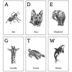 Flashcads Animal 4D Appstore 1 bm