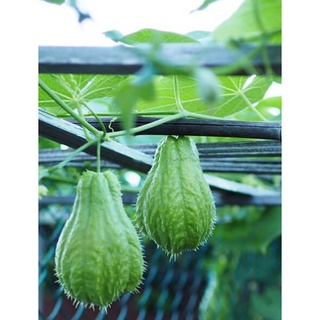 [Siêu rẻ] 2kg Trái su su hữu cơ trồng ở Bảo Lộc xào nấu đều ngon