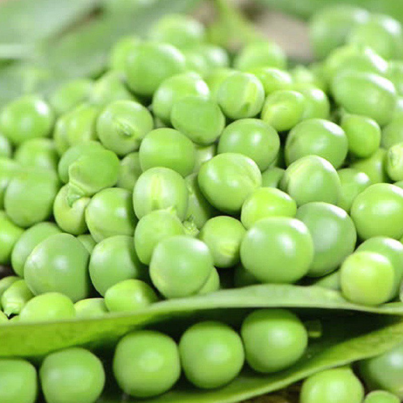 [Rẻ Vô Địch] Hạt giống đậu hà lan