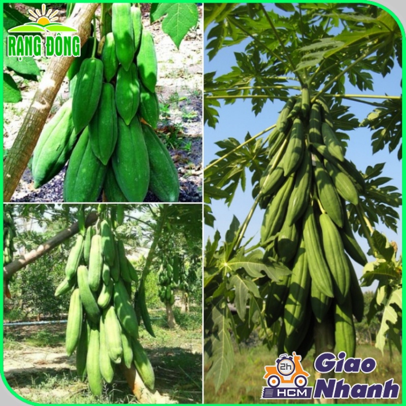 Hạt giống Đu Đủ Dài Phuket - giống Đu Đủ trái dài, sai quả trồng quanh năm - Hạt giống Rạng Đông