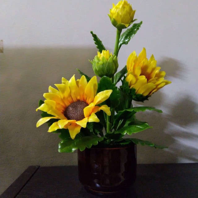 Chậu hướng dương.