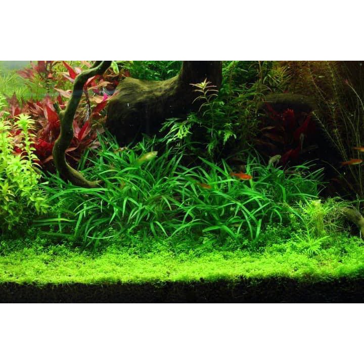 Cây thủy sinh - Cói Thanh Hóa