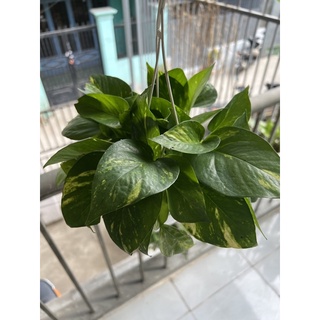 Chậu trầu bà treo ban công