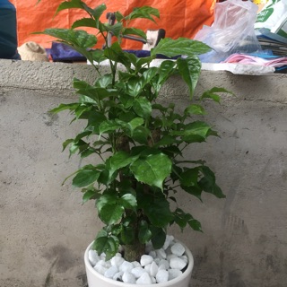Cây hạnh phúc cao 40cm ( chậu nhựa )