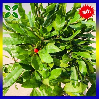 Cây thần kỳ đang bông hạt giống phân bón mầm xinh