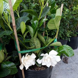 Hoa lài Thiên Hương