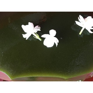 100g bột thạch găng