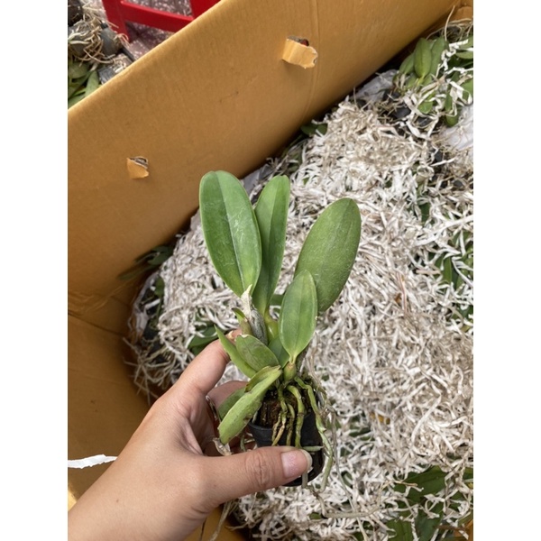 Lan Cattleya Mini Varut Valentino - Cây Giống