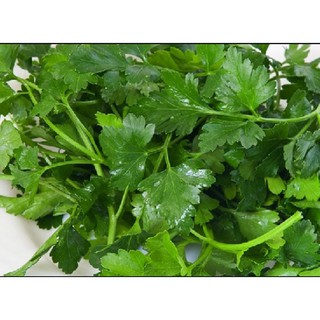 Hạt giống Mùi tây
