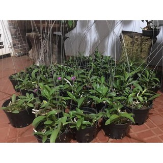 Hoa lan trầm tím điện biên (cây đẳng cấp, cao 20cm)