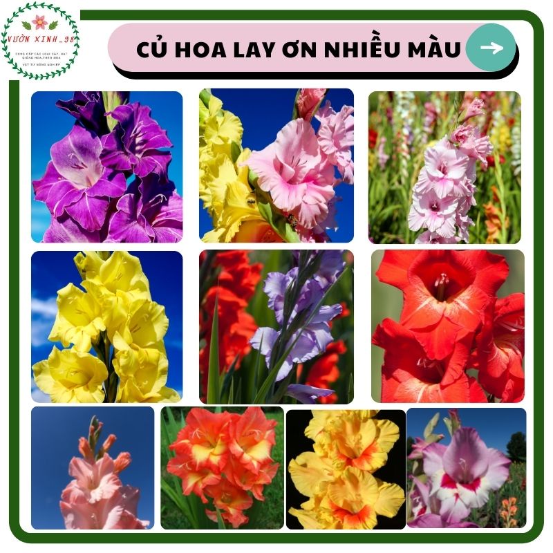 Củ hoa lay ơn(hoa rơn) đã được kích mầm và xử lí nấm, bảo quản trong kho lạnh, màu tự chọn
