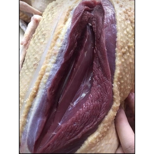 Vịt cỏ, vịt xiêm đồng còn sống