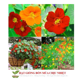 Hạt Giống Hoa Sen Cạn - 5 Hạt luckyseed hạt siêu rẻ