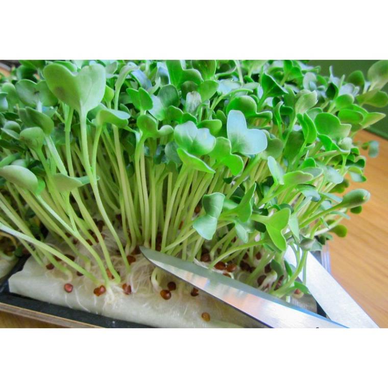 Hạt Giống Rau Mầm Cải Ngọt - Giòn, Ngọt, Dinh Dưỡng Cao