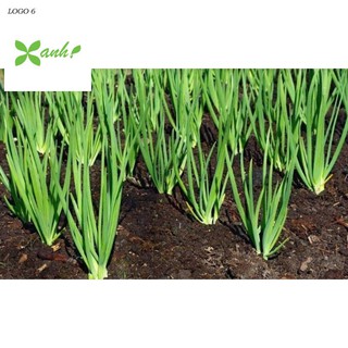 Hạt Giống Hành Tây Tím (50 Hạt) - Giàu Dinh Dưỡng, Năng Suất Cao