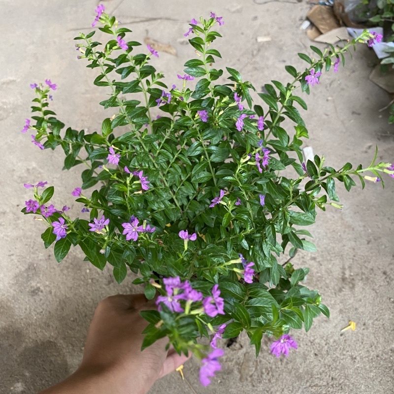 Cây cẩm tú mai cao 15-20cm đường kính 15-20cm hoa nở rực rỡ nhiều nhánh sum suê cực to cực đẹp
