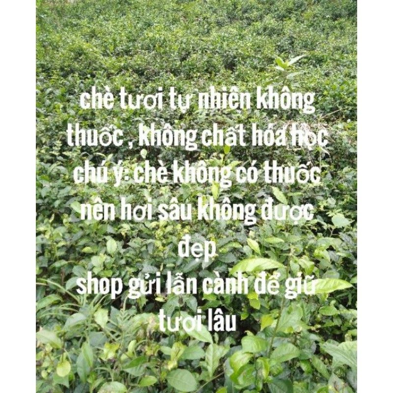 TRÀ XANH TƯƠI VƯỜN NHÀ 1 kg