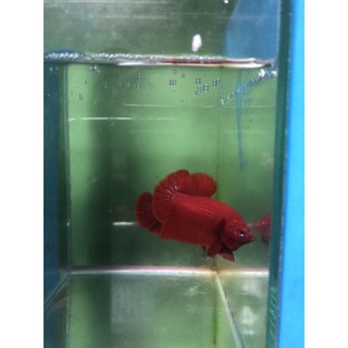 BETTA SUPER RED 1 CẶP TRỐNG VÀ MÁI