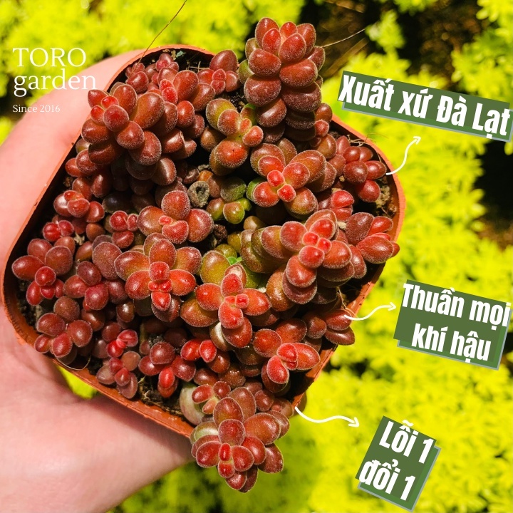 Sen đá sedum cafe Đà Lạt size chậu 7cm cây cảnh trang trí nhà cửa Toro garden