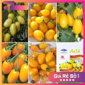 50 H - HẠT GIỐNG CÀ CHUA CHERRY ANH ĐÀO F1 - VÀNG
