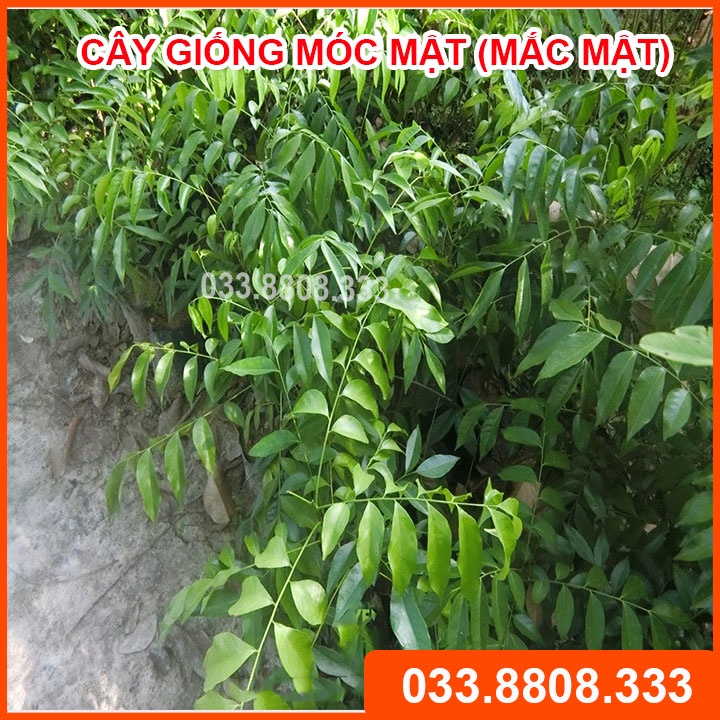 2 CÂY GIỐNG MẮC MẬT ( MÓC MẬT ) - CÂY TRỒNG ĐƯỢC TRONG CHẬU
