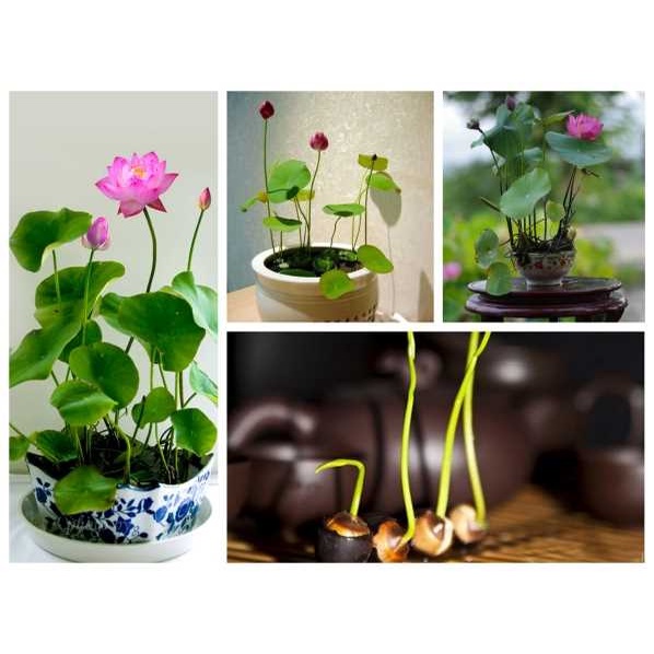 HẠT SEN MINI NHẬT NHIỀU  MÀU