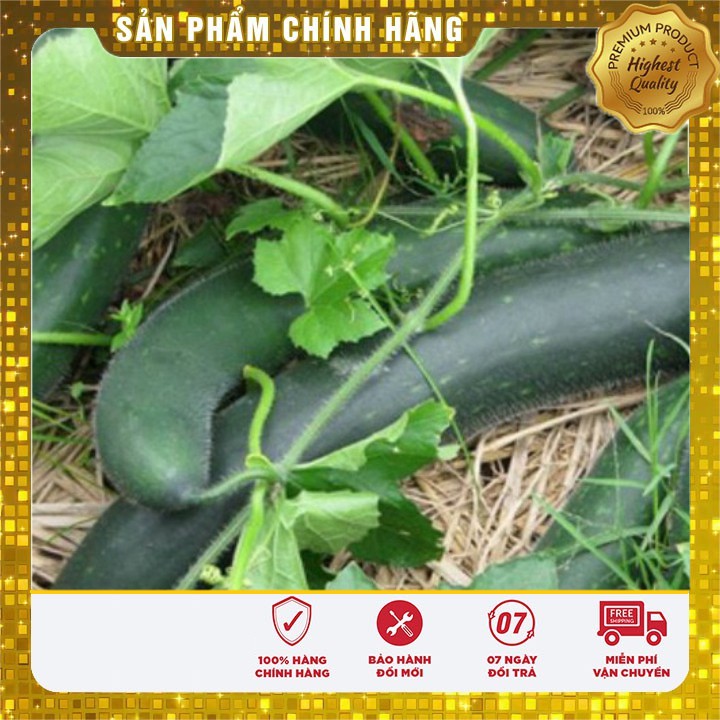 Hạt giống bí sặt cao sản - 2gr