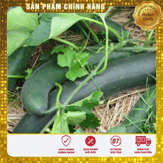 Hạt giống bí sặt cao sản - 2gr