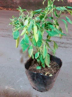 Bụi Ớt Sừng Lớn