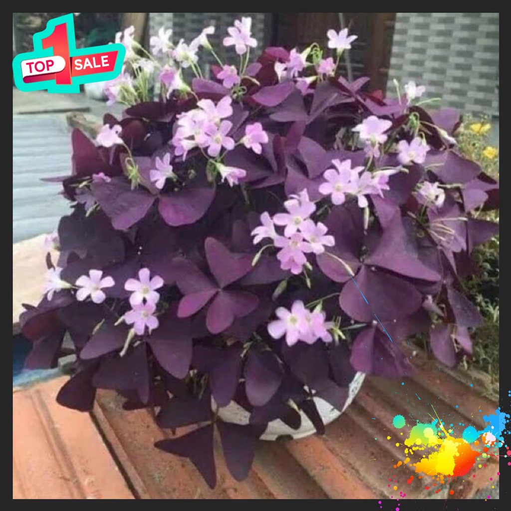 🍀BAO CHẤT🍀(Rẻ bất chấp) củ hoa bướm đêm